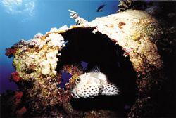 porquipinefish hiding in an oil-barrel, Gordon Reef (Red ... by Michael Nehyba 